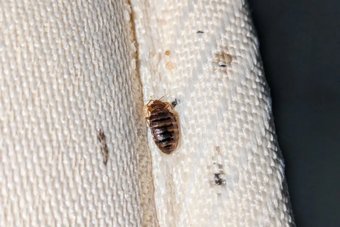 Bed bug and dark spotting along a mattress seam