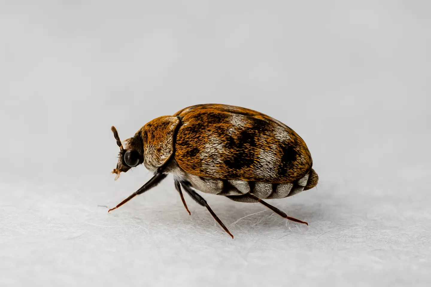 carpet beetle removal vermicure pest control