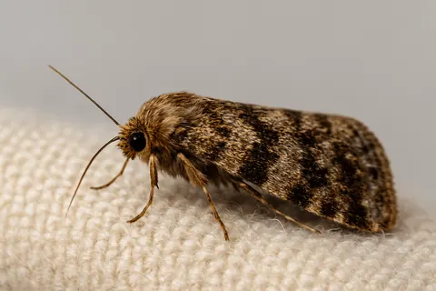 Carpet moth resting on a cream carpet