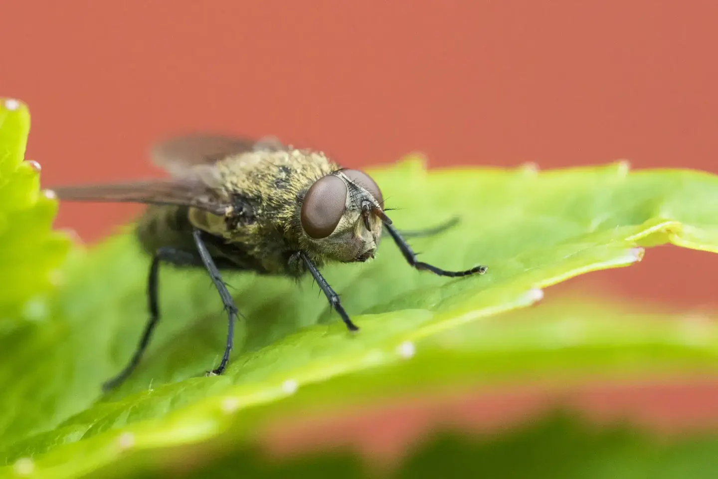 cluster fly control wakefield vermicure pest control