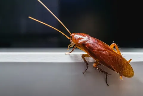 cockroach control wakefield vermicure pest control