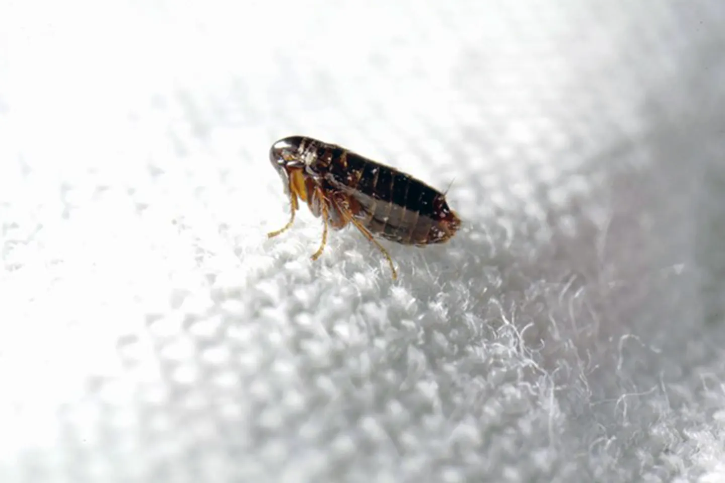 Single flea on pale woven fabric