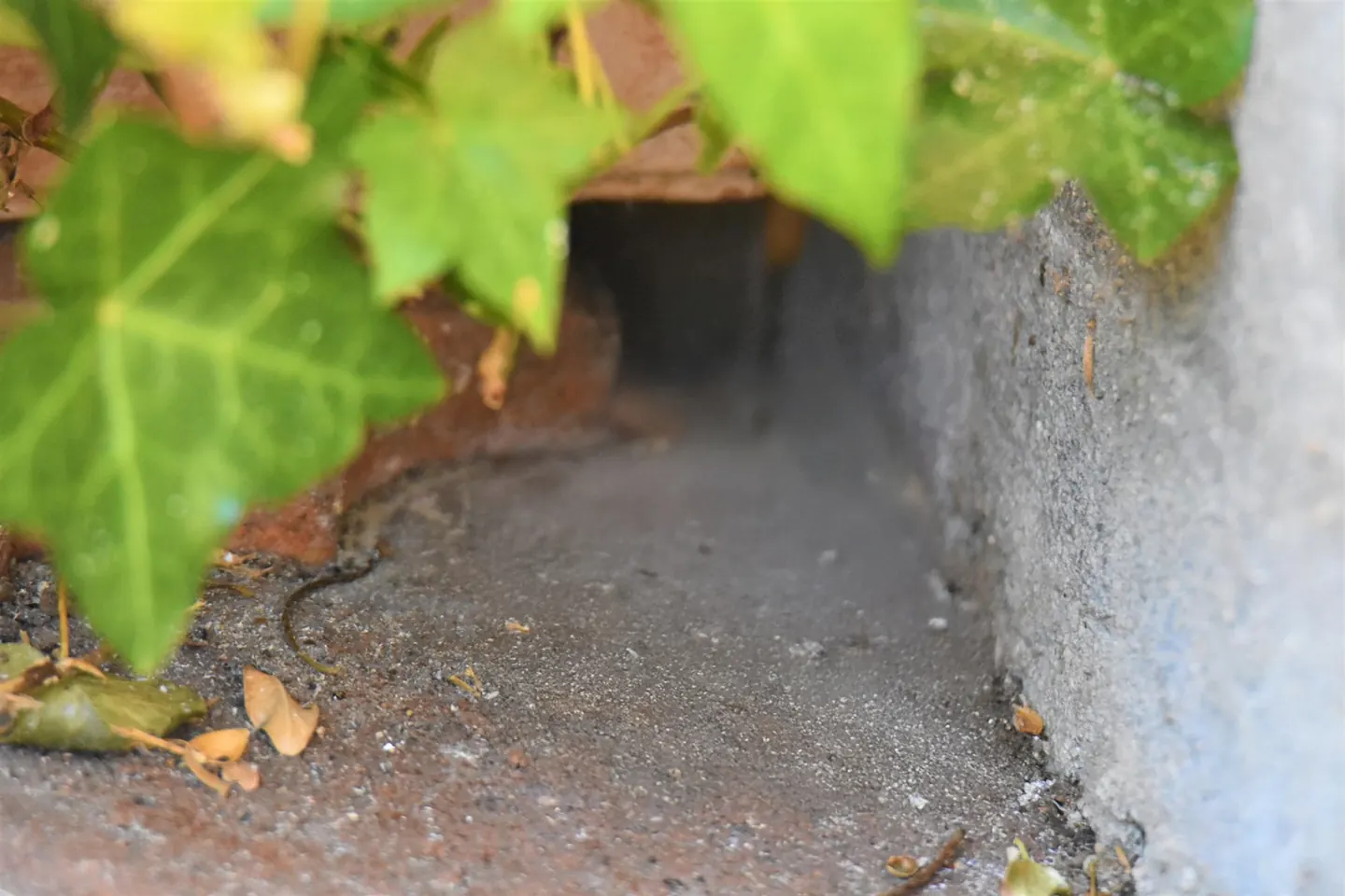 Ivy-covered wall base with no mouse present
