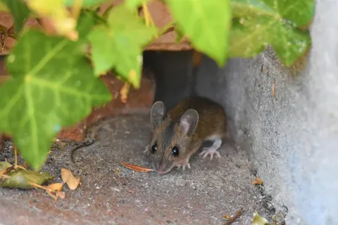 Mouse beneath ivy at the base of a wall, next to a gap in the brickwork