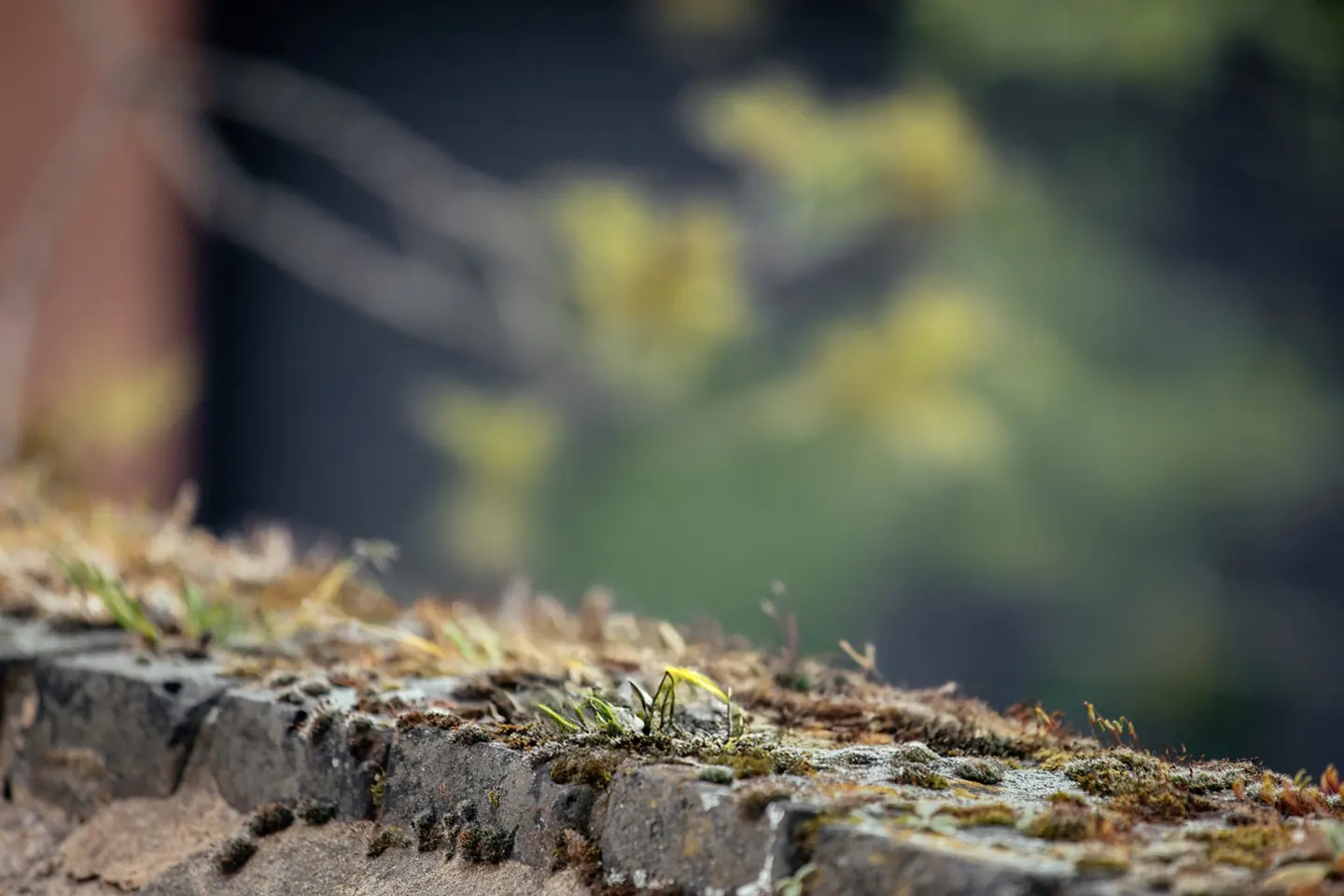 Mossy stone wall with no squirrel present