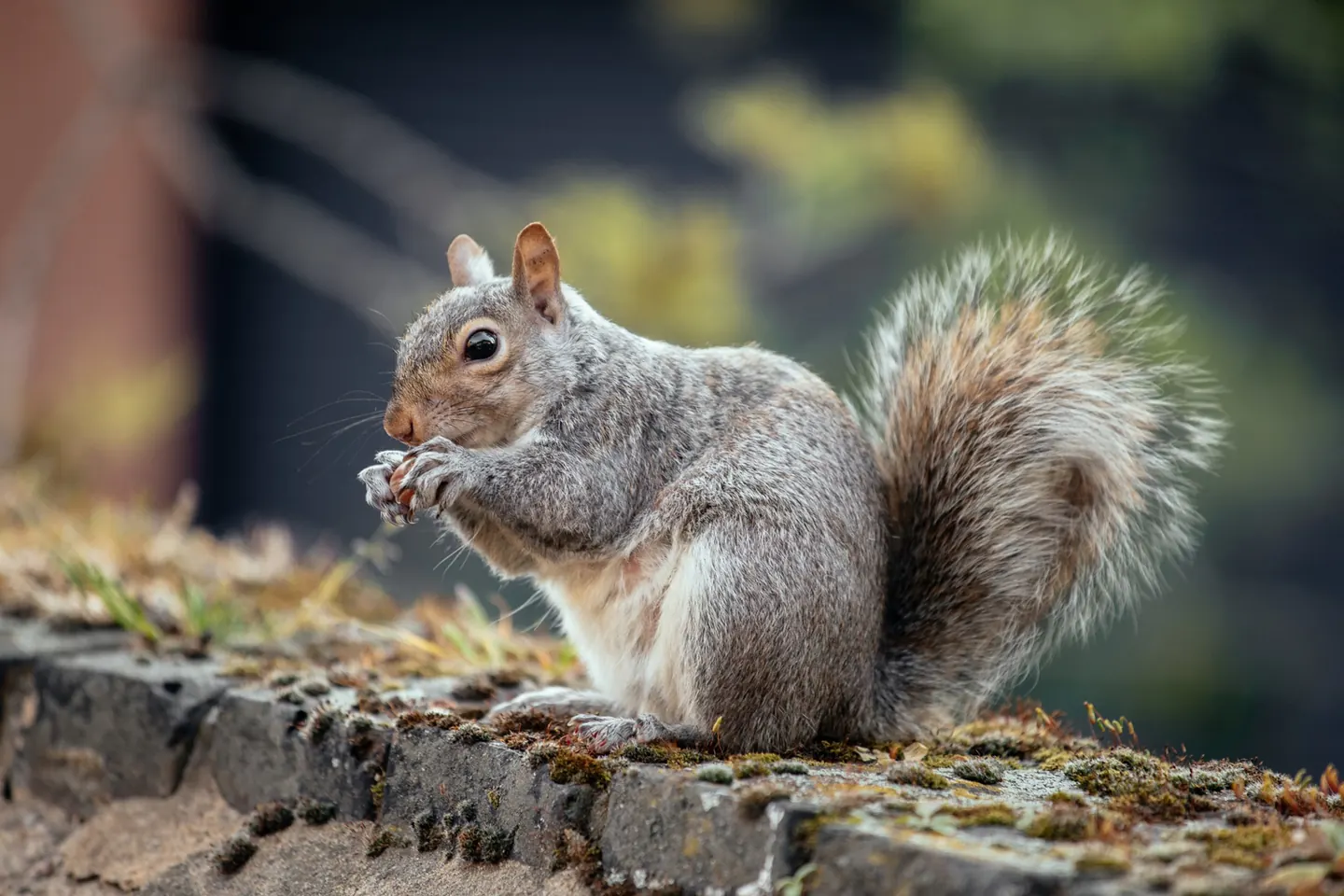 Grey squirrel sitting on a mossy stone wall