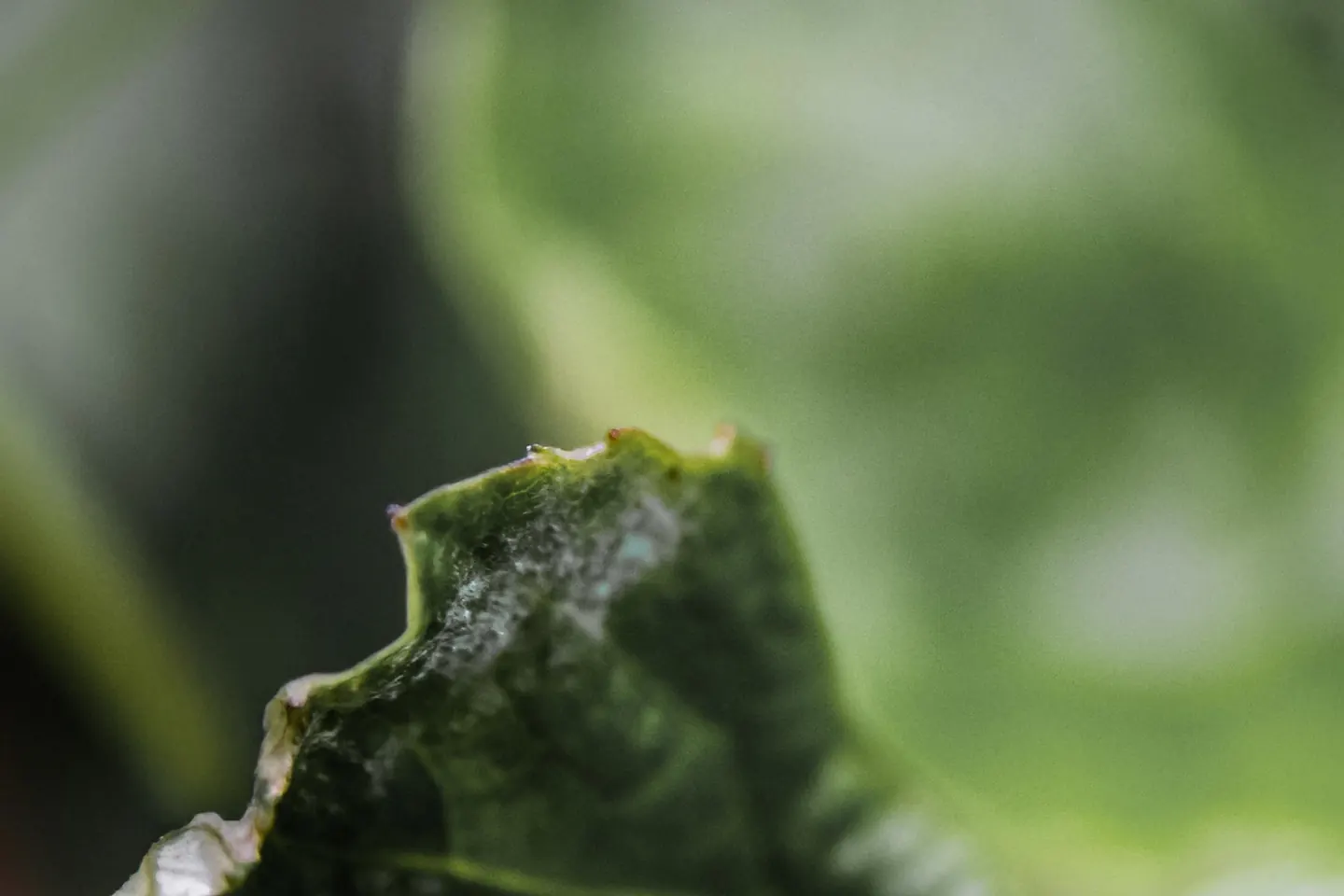 Green leaf with no wasp present