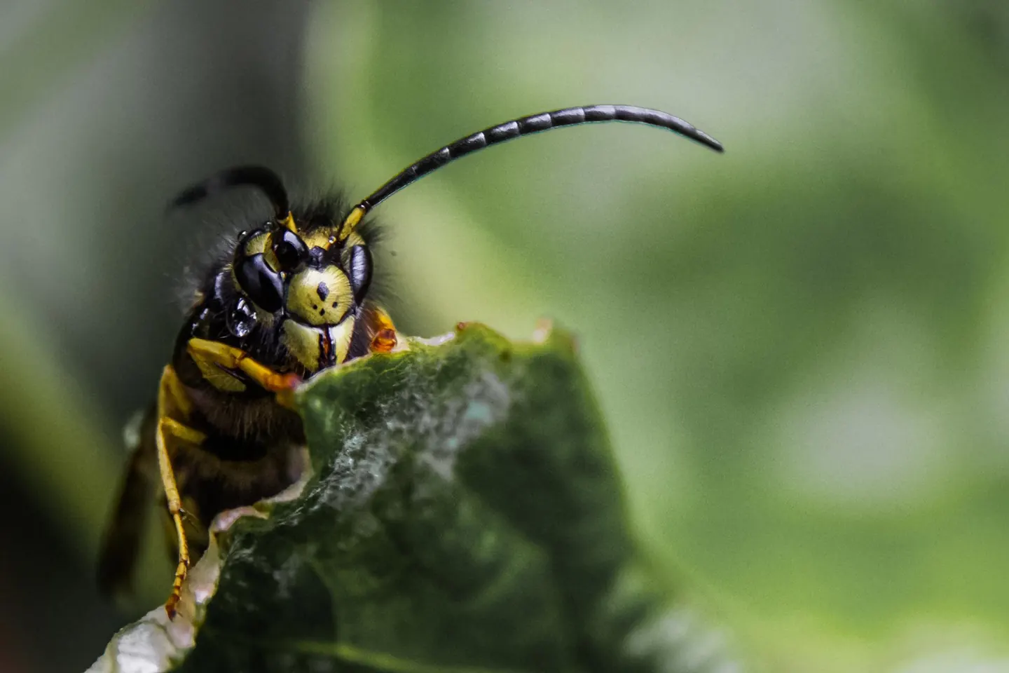 Wasp resting on a green leaf